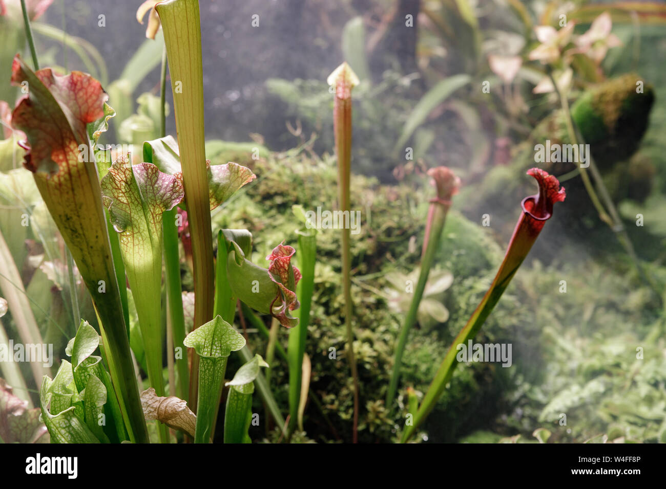 Sarracenia leucophylla, Sarraceniaceae, North America Southeastern. Exotic flower. Carnivorous pitcher plants Stock Photo