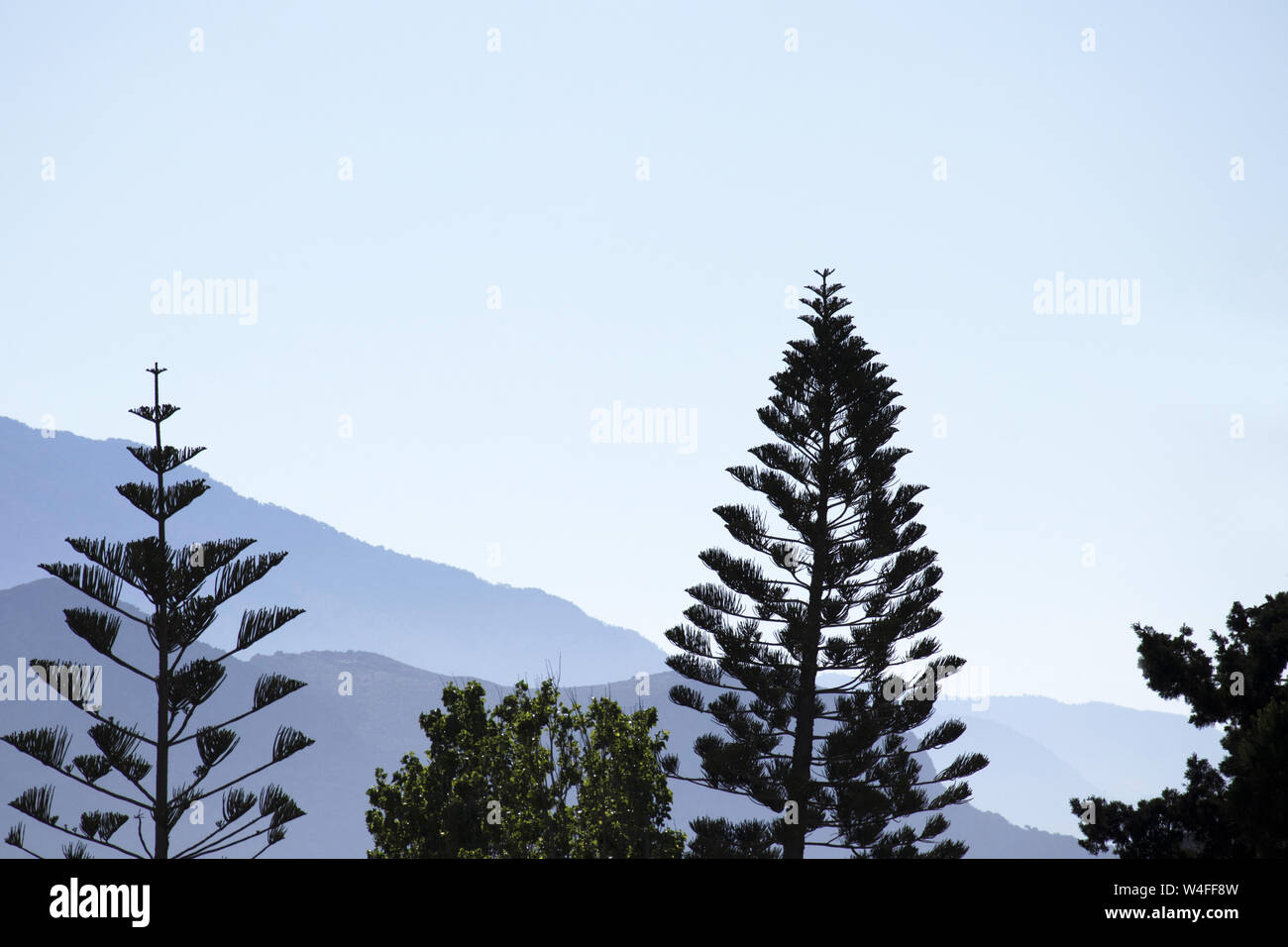 Norfolk Island Pines, Paleochora, S.W.Crete, Greece. Early morning. Stock Photo