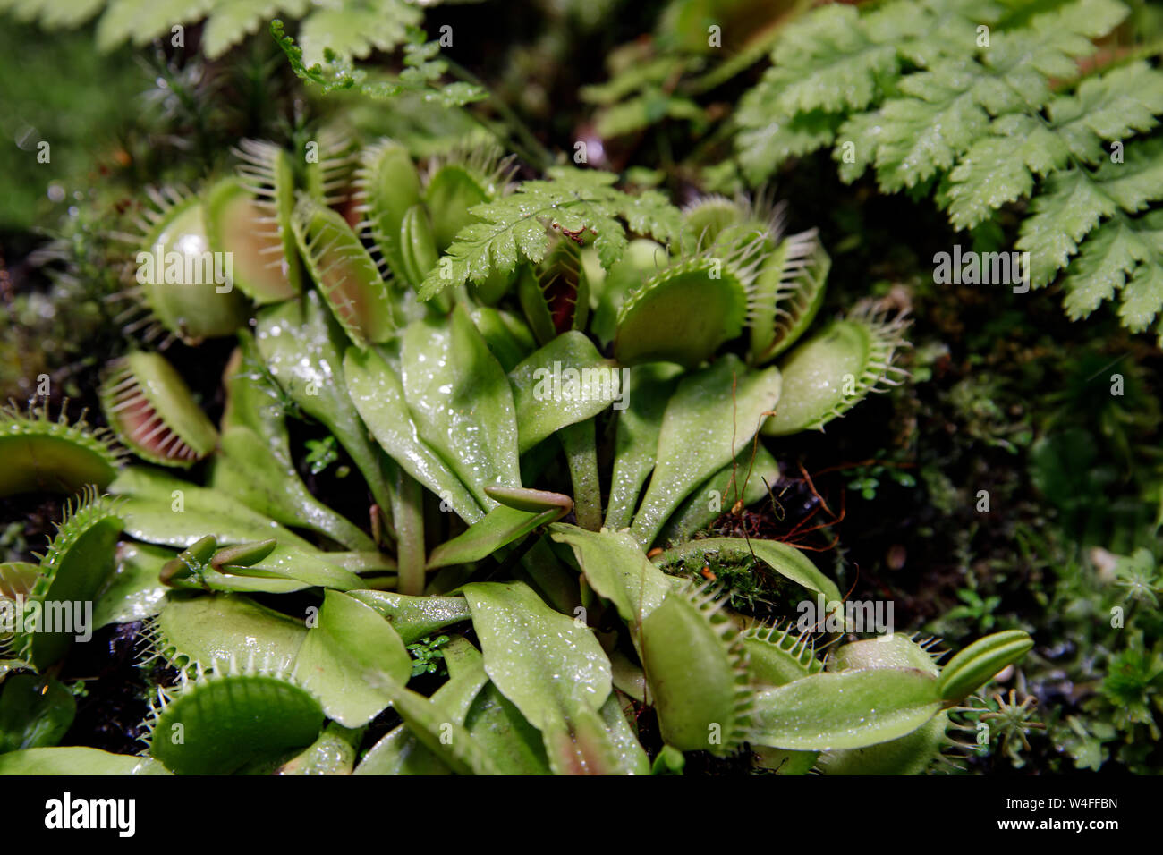 Carnivorous Venus Fly Traps Dionaea muscipula and Sundews Drosera ...