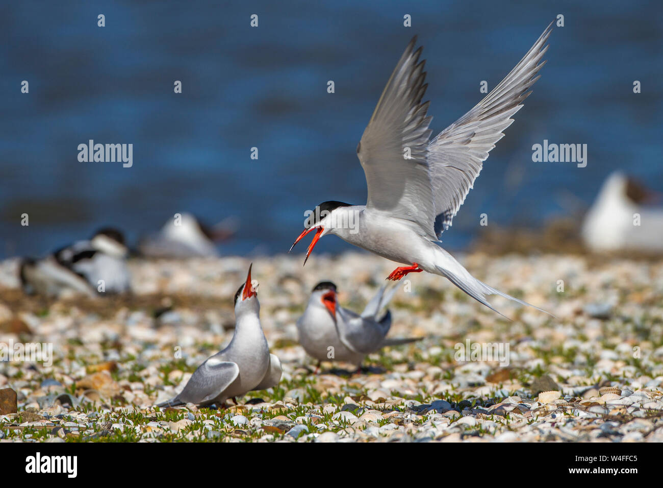 common Tern, Flußseeschwalben (Sterna hirundo) streiten sich Stock Photo
