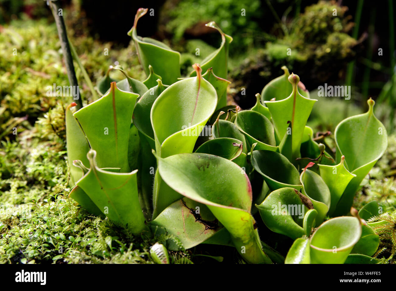 Closeup of carnivorous plants Heliamphora among other carnivorous