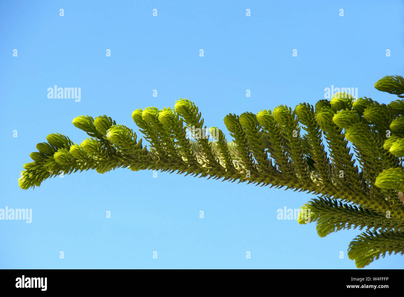 Norfolk Island Pine Paleochora S W Crete Greece Early Morning Stock Photo Alamy
