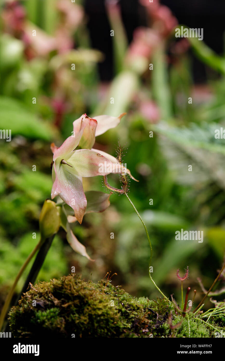 Round-leaved sundew, Drosera rotundifolia, in peatmoss, Sundew, or dew plant, or lustwort, in a small carnivorous, or insectivorous, swamp plant that Stock Photo
