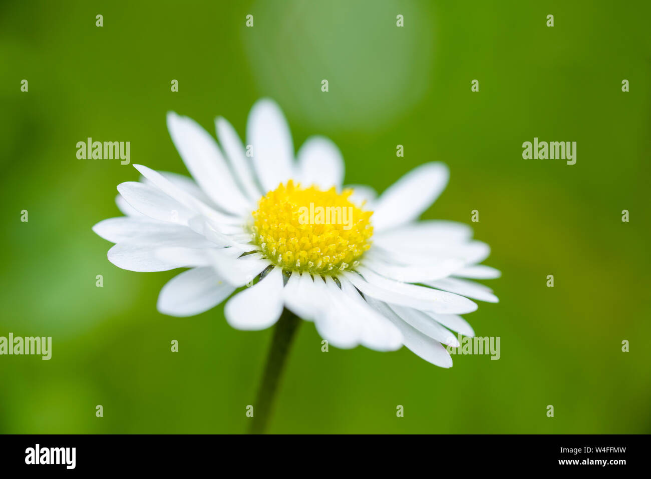 A close-up of a common daisy (Bellis perennis). Stock Photo