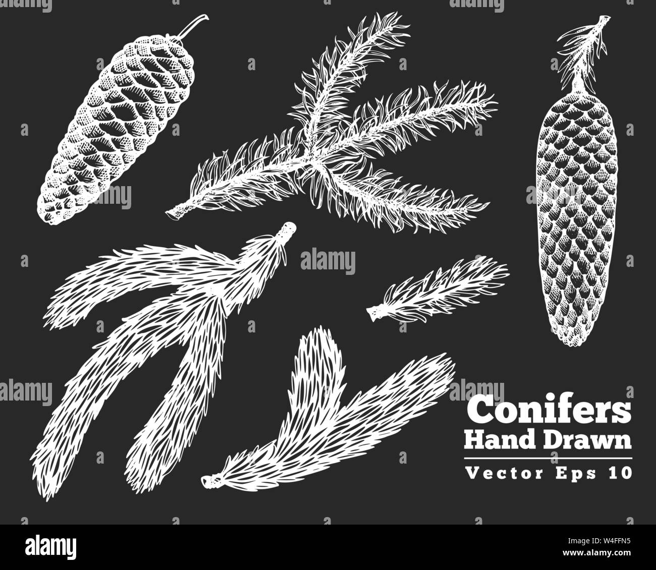 Pine cones and needles hand drawn chalk vector illustrations set. Retro ...