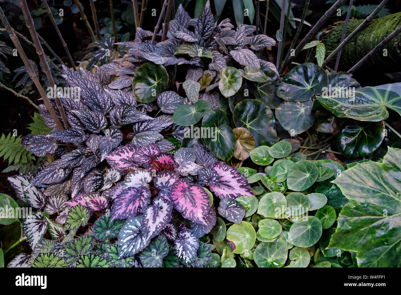 Begonia deliciosa is a popular home plant, bright leaves of different types  of begonias are shot close up. Multi-colored begonia leaves of different t  Stock Photo - Alamy