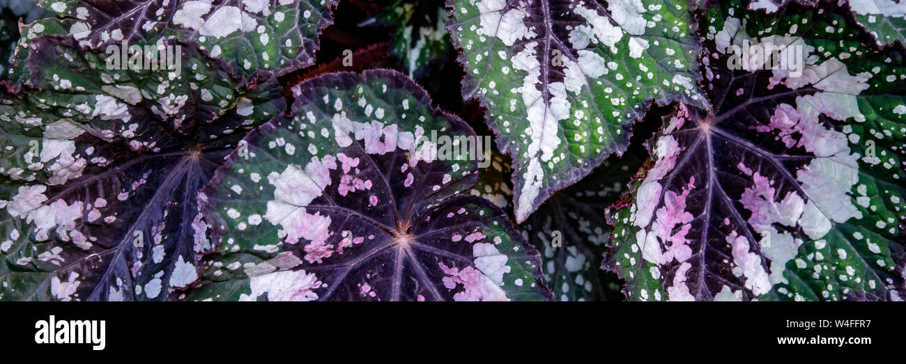 Begonia deliciosa is a popular home plant, bright leaves of different types of begonias are shot close up. Multi-colored begonia leaves of different t Stock Photo