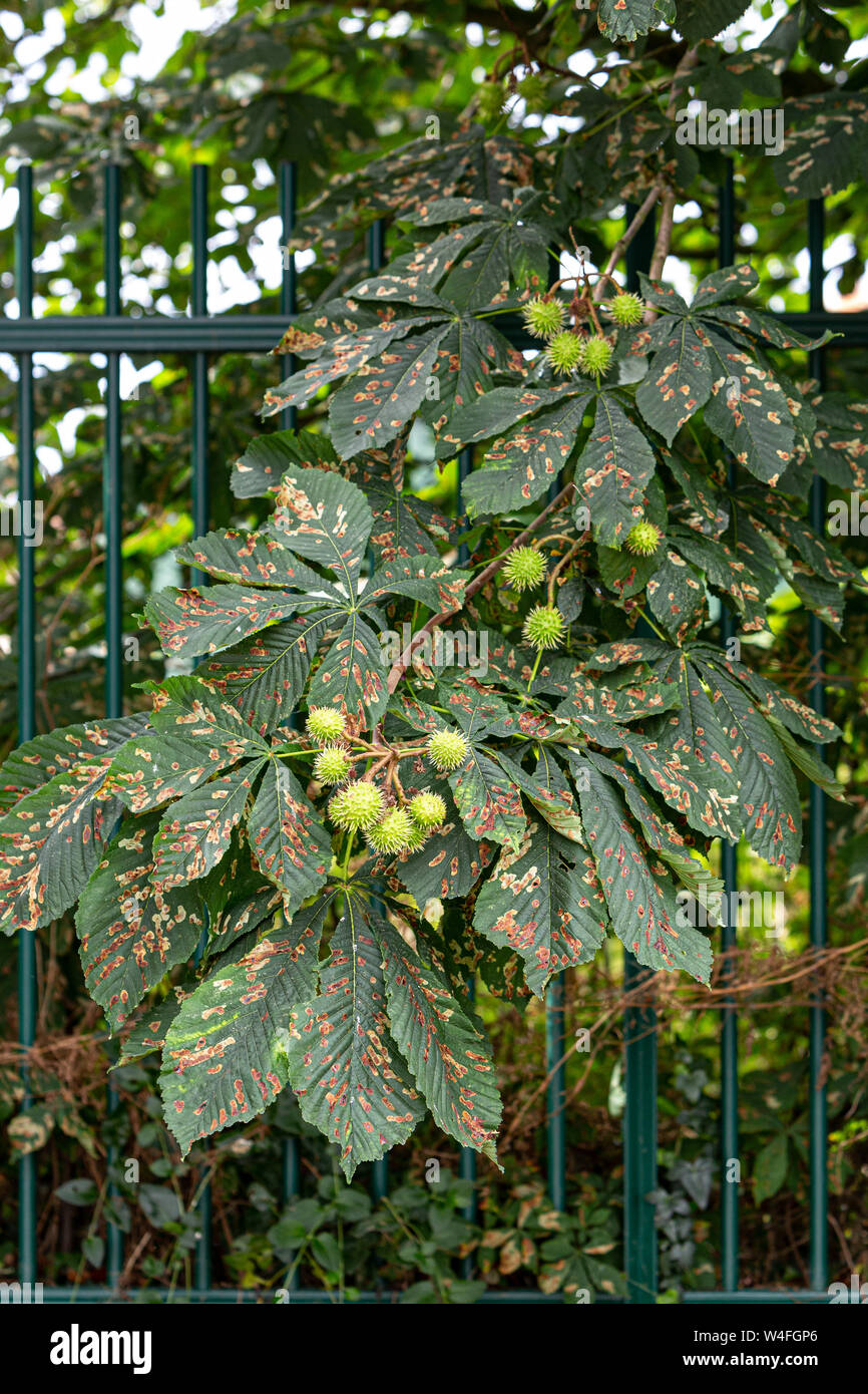 Green horse chestnuts seed pods in July: these will turn into 'conkers: in late summer Stock Photo