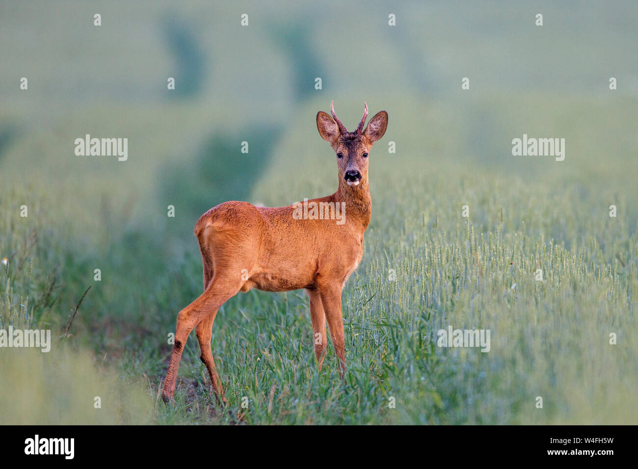 roe deer, roe, Rehbock (Capreolus capreolus) Stock Photo
