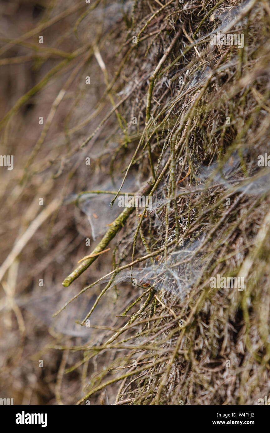 Animals houses, forest beauty, nature concept. Closeup of cobweb on ...