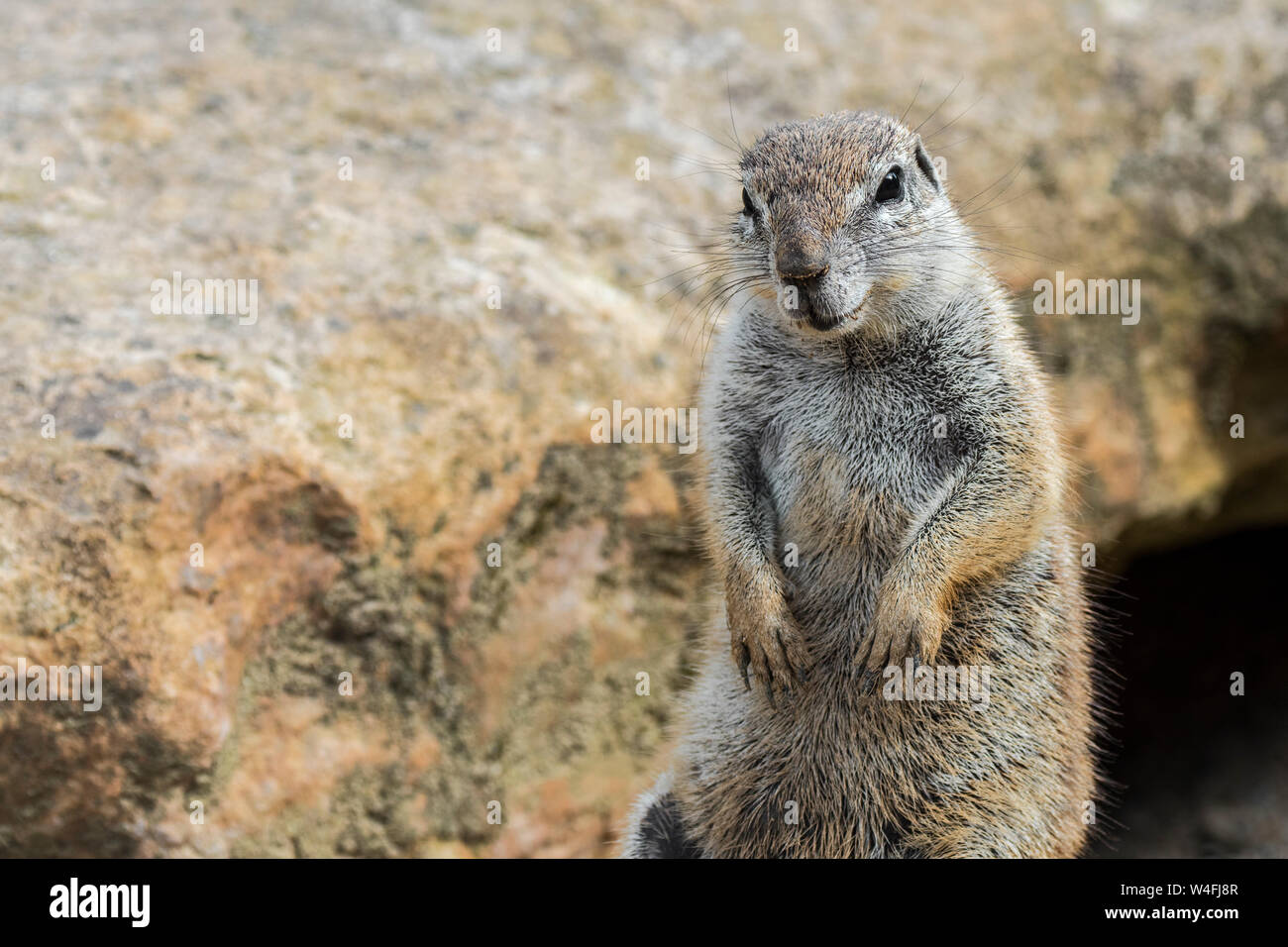 Cape ground squirrel (Xerus inauris) native to Southern Africa Stock Photo
