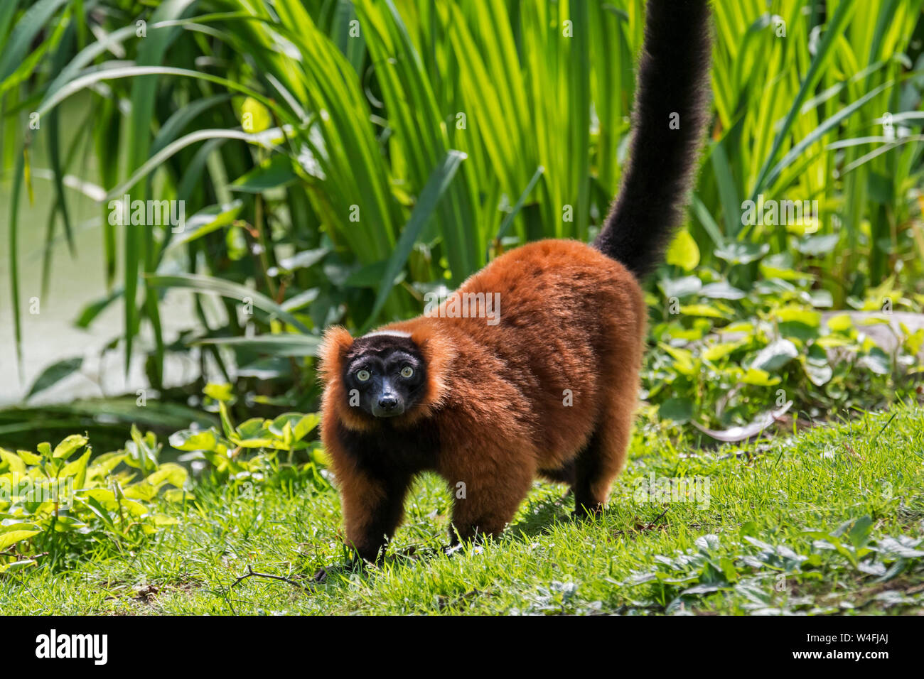 Red ruffed lemur (Varecia rubra / Varecia variegata rubra) native to rainforests of Masoala, Madagascar Stock Photo