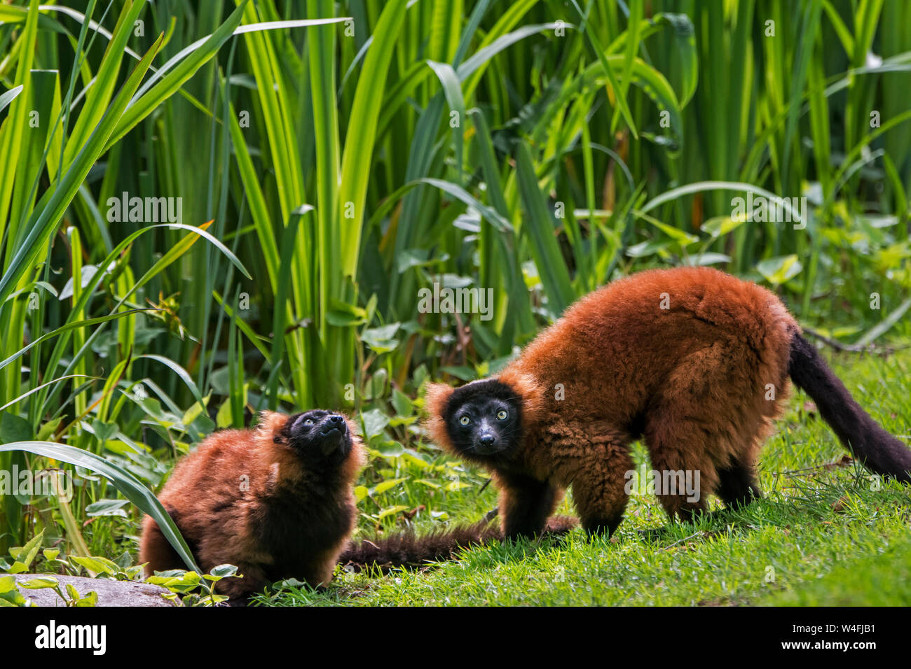 Two red ruffed lemurs (Varecia rubra / Varecia variegata rubra) native to rainforests of Masoala, Madagascar Stock Photo