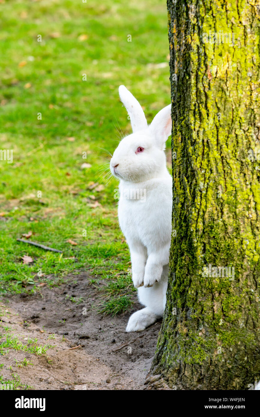 Little funny white rabbit Stock Photo - Alamy Little funny white rabbit Stock Photo - Alamy
