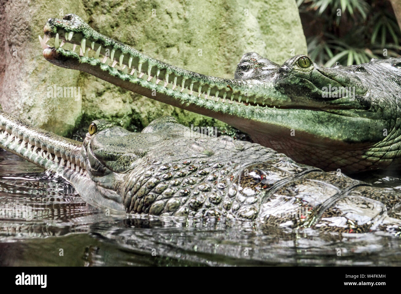 Gharial crocodile