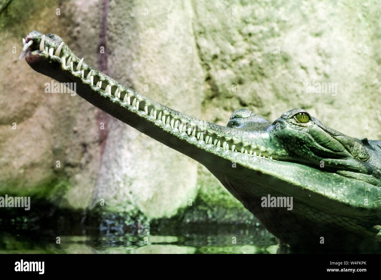 The Gharial, eating-fish crocodile, Gavialis gangeticus Stock Photo