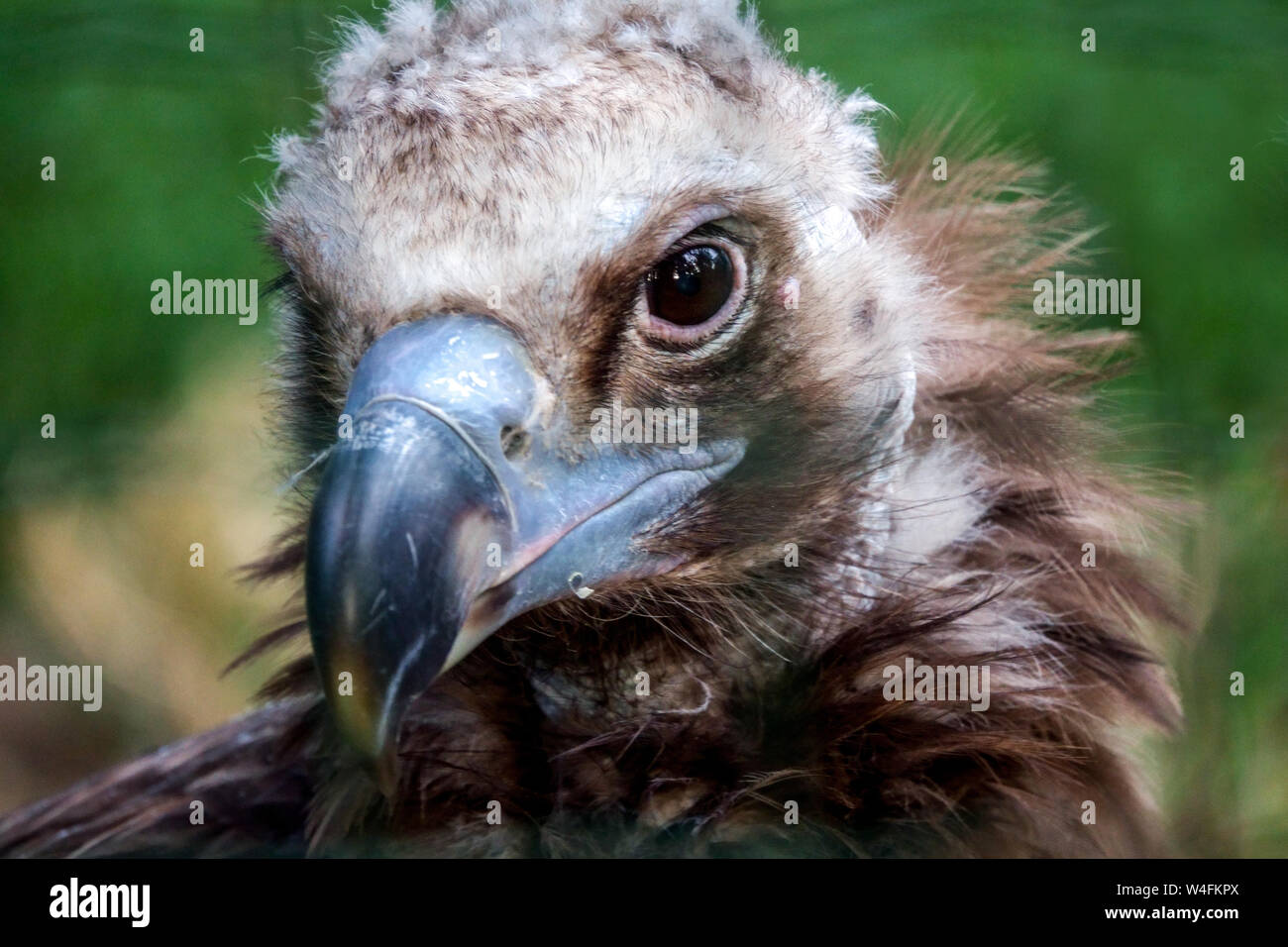 The cinereous vulture, Aegypius monachus detail head with blue beak Stock Photo
