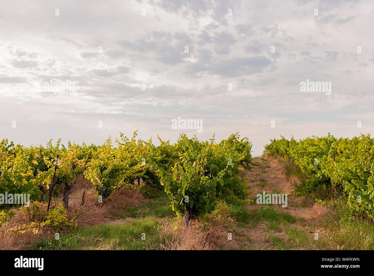 Raimat vineyard landscapes with the system of irrigation by dripping water, at sunset. Raimat wines. Cabernet Sauvignon, Merlot, syrah, Ull de llebre, Stock Photo