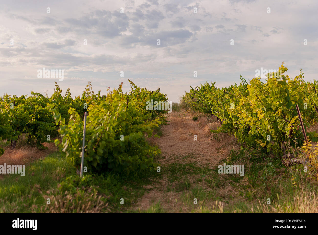 Raimat vineyard landscapes with the system of irrigation by dripping water, at sunset. Raimat wines. Cabernet Sauvignon, Merlot, syrah, Ull de llebre, Stock Photo