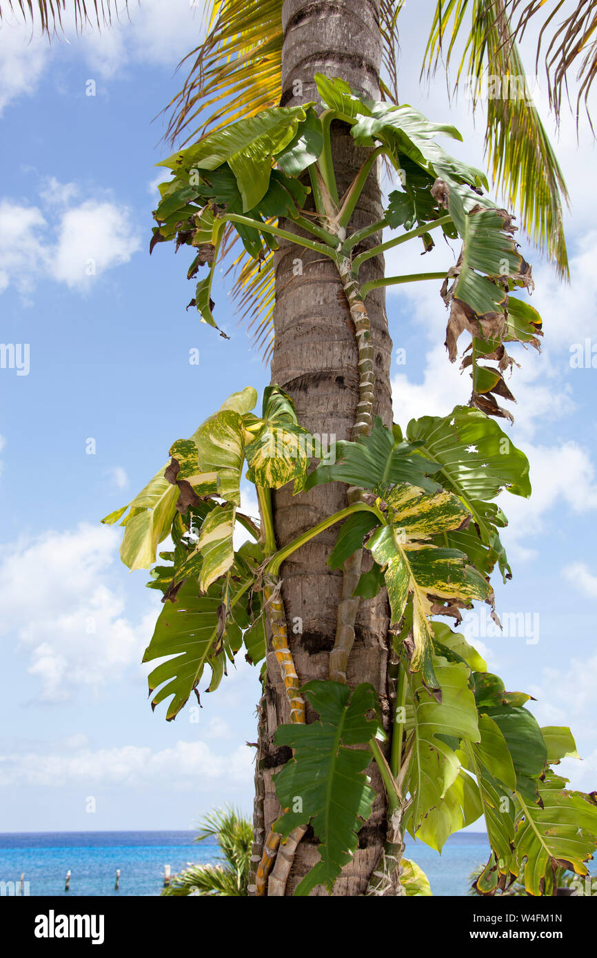 The parasitic plant growing on a palm tree on Cozumel island (Mexico