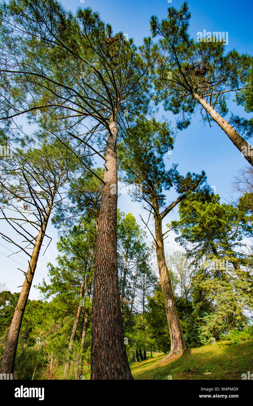 Ecological trees hi-res stock photography and images - Alamy