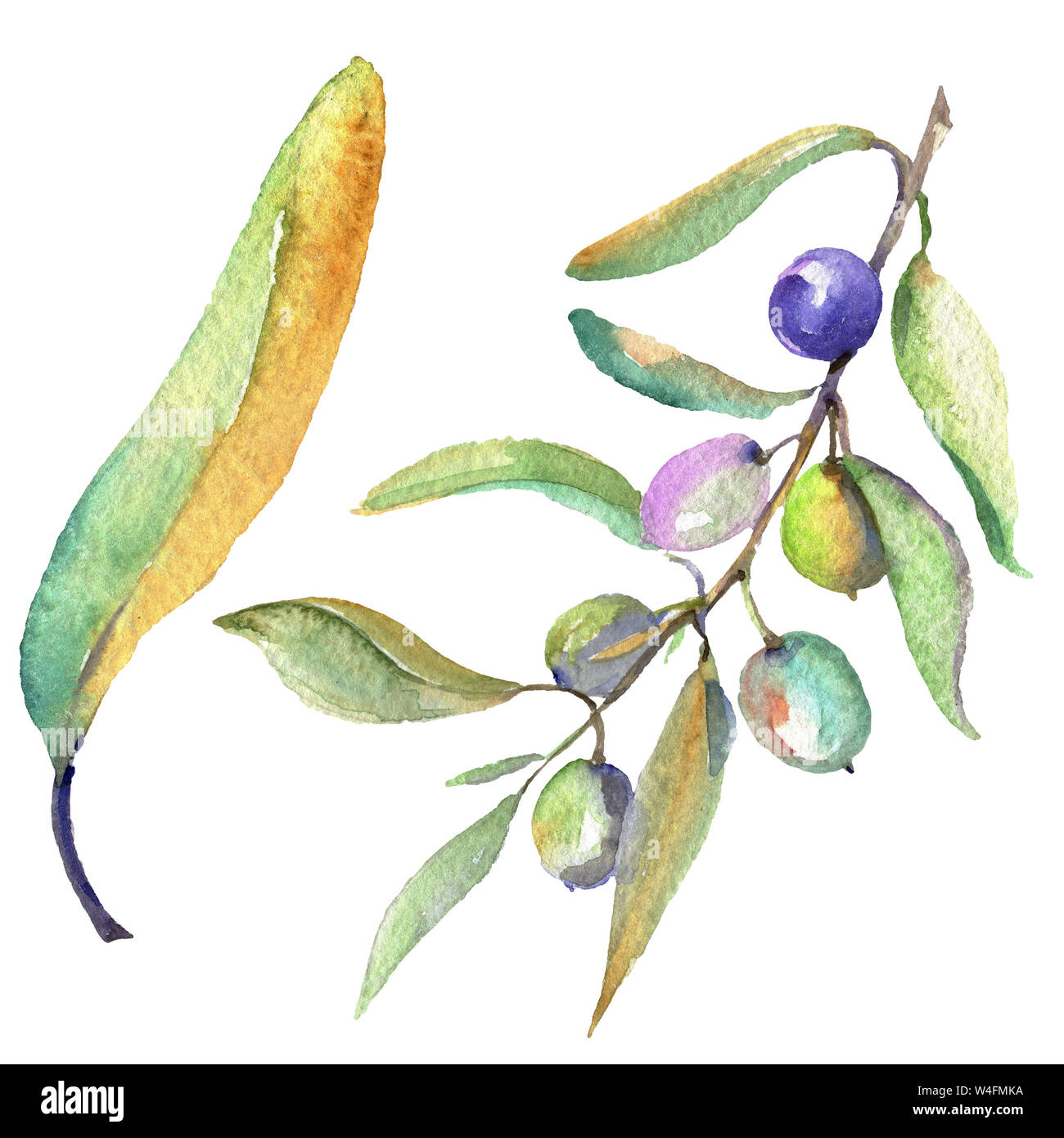 Olive branch with black and green fruit. Watercolor background ...