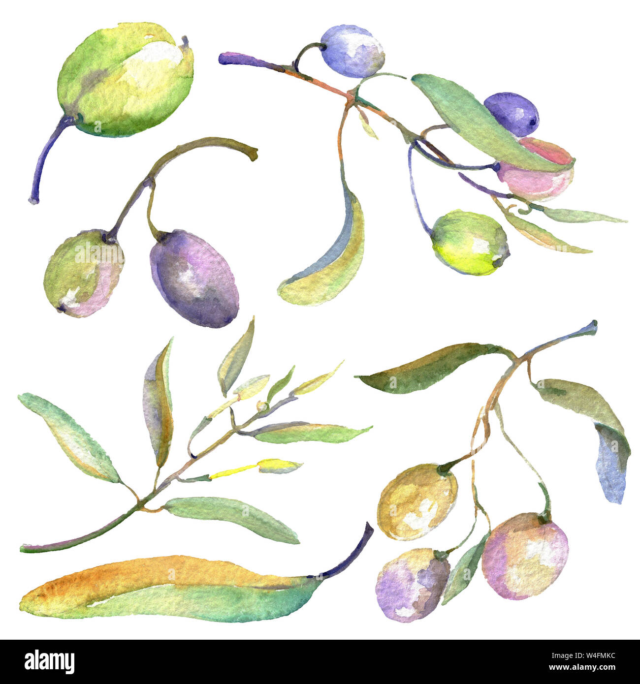 Olive branch with black and green fruit. Watercolor background ...