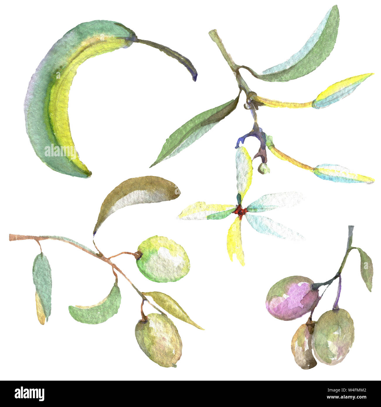 Olive branch with black and green fruit. Watercolor background ...