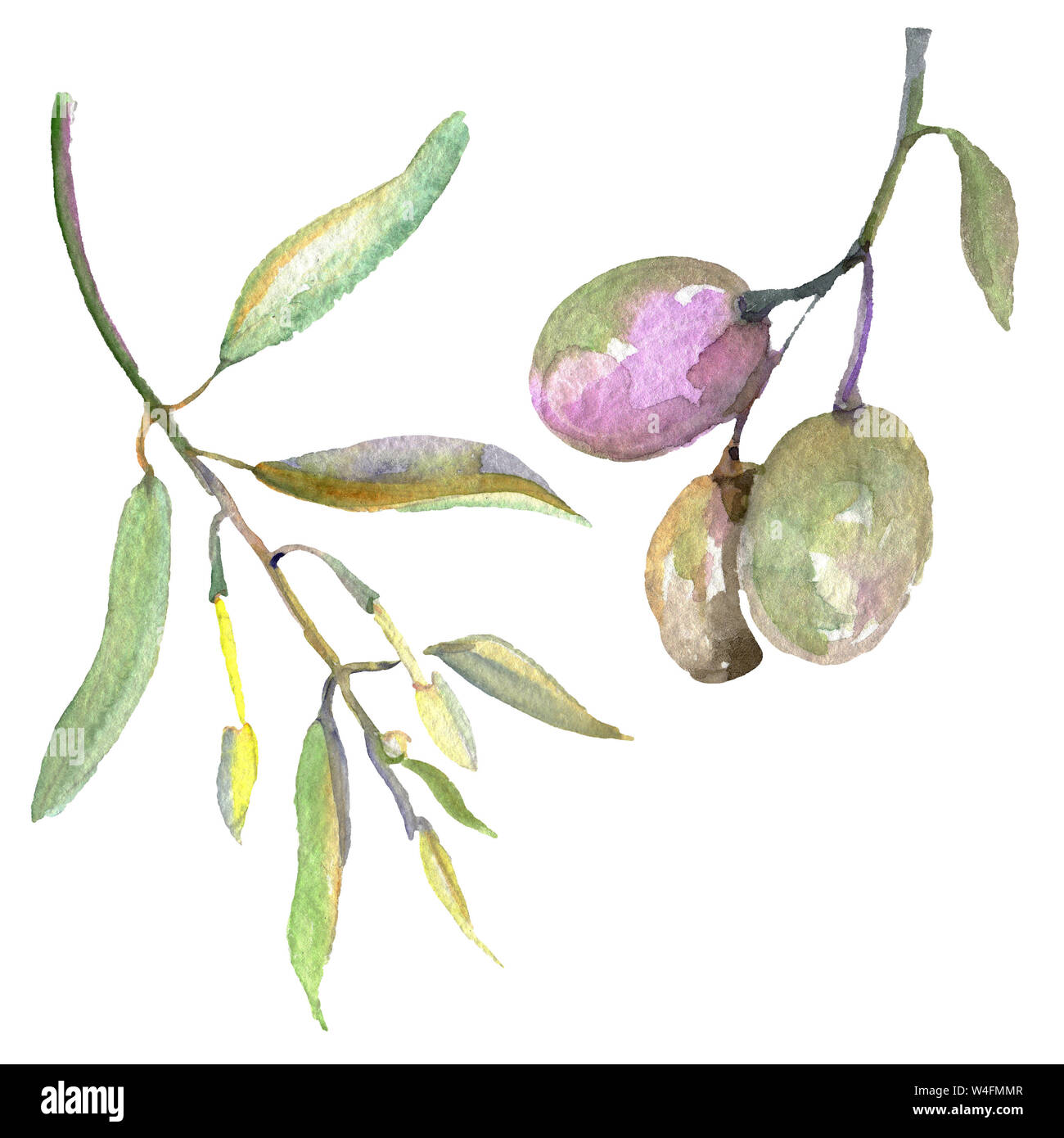 Olive branch with black and green fruit. Watercolor background ...