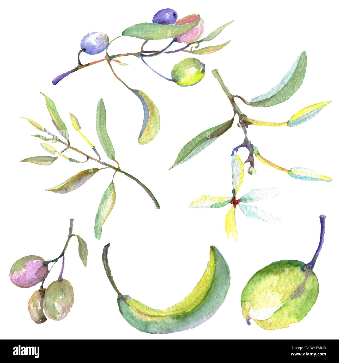 Olive branch with black and green fruit. Watercolor background ...
