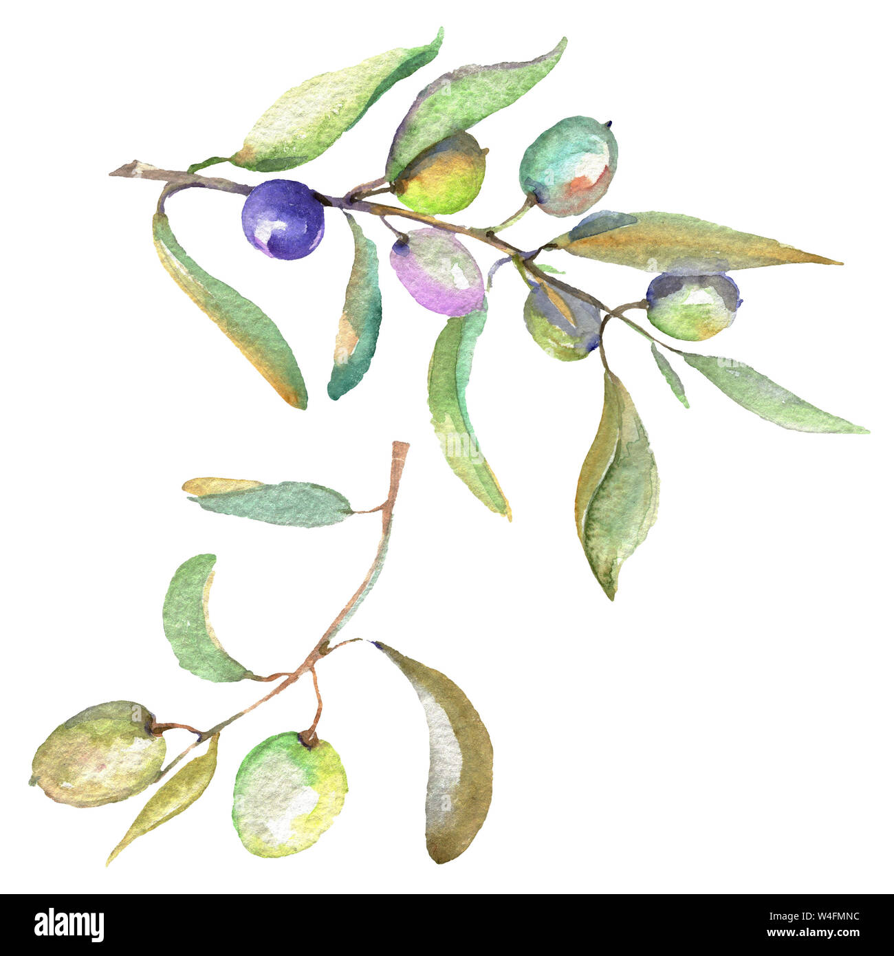 Olive branch with black and green fruit. Watercolor background ...
