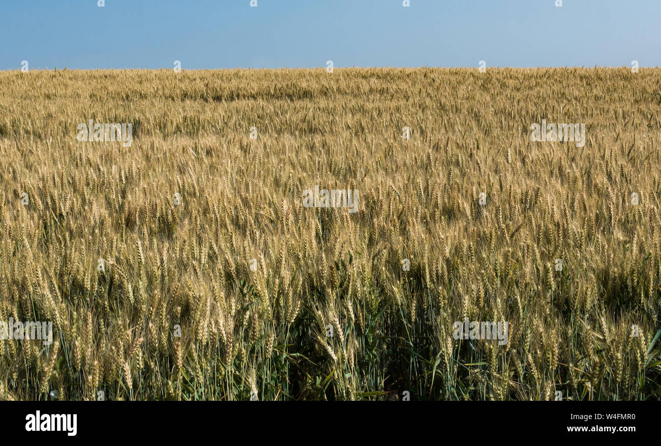 Wheat fields. Wheat ripens. Stock Photo