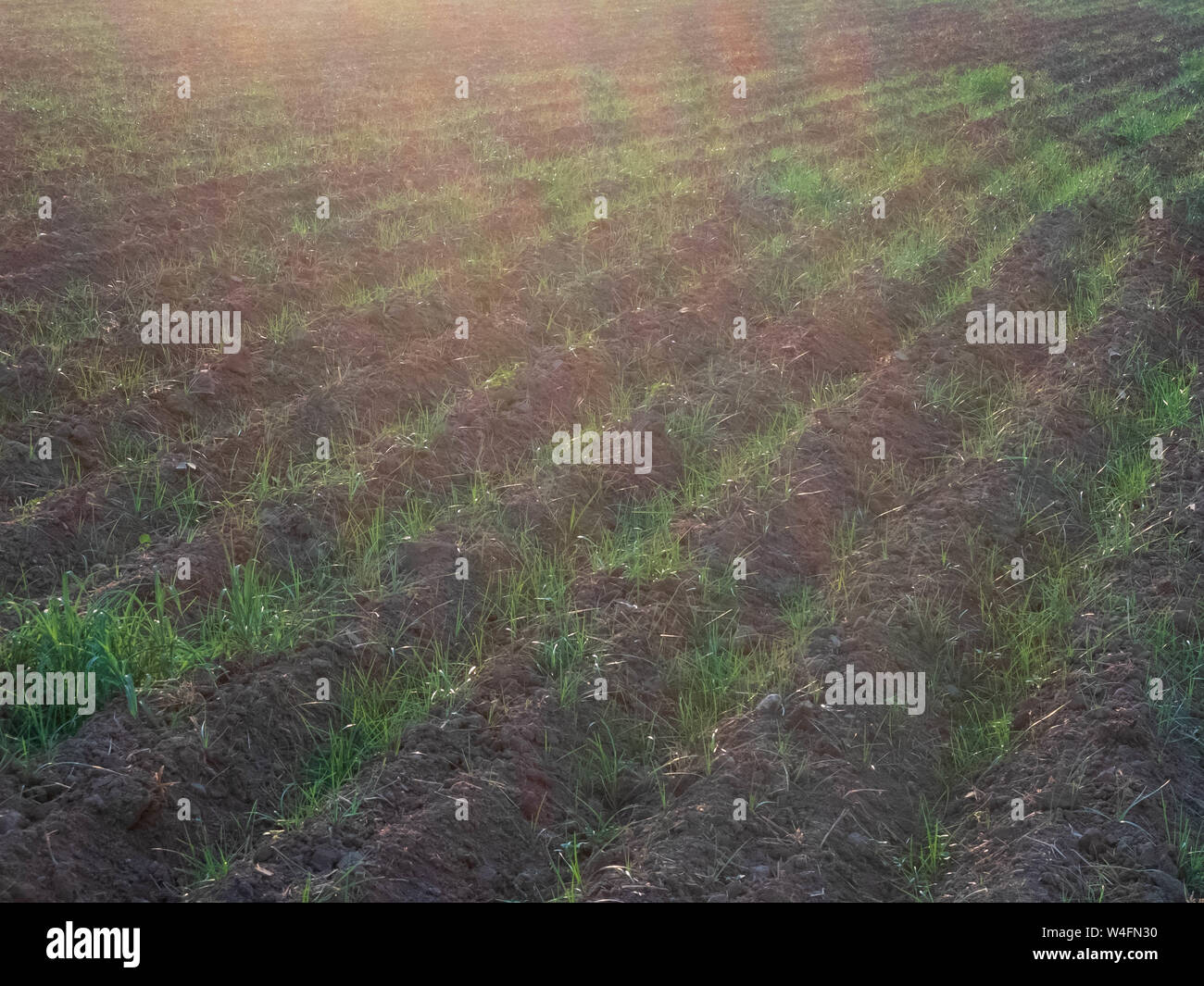 Furrows and young sprouts of wheat in the agricultural field. Stock Photo
