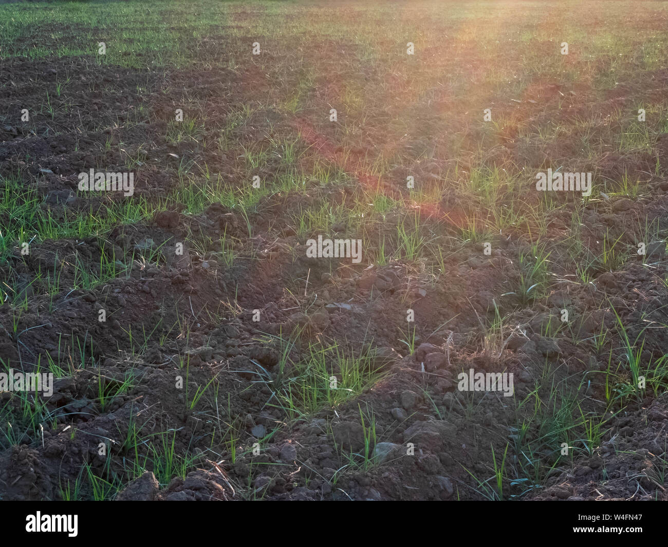 Furrows and young sprouts of wheat in the agricultural field. Stock Photo