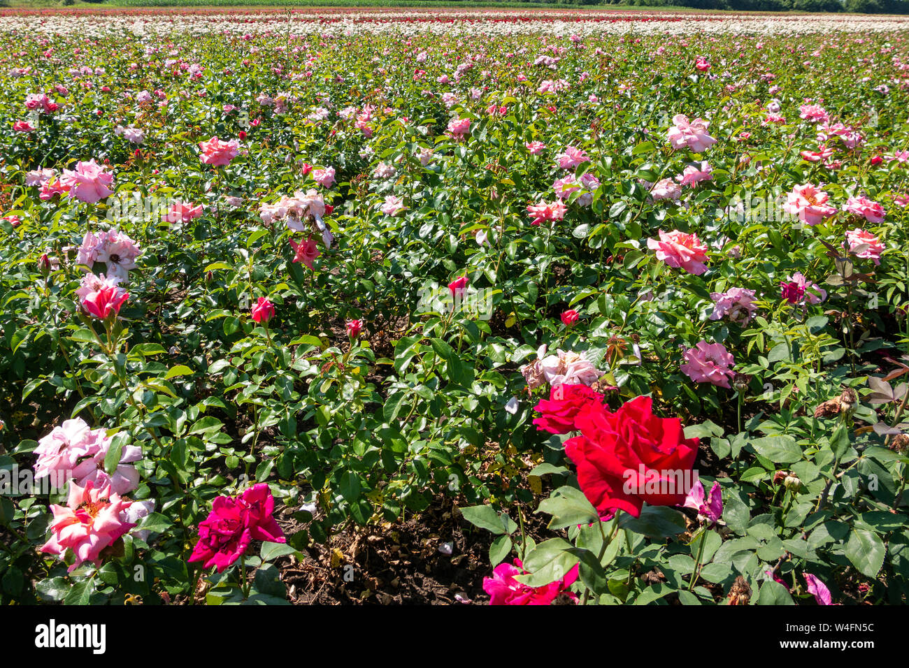 Breeding farm for roses. Breeding roses Stock Photo Alamy