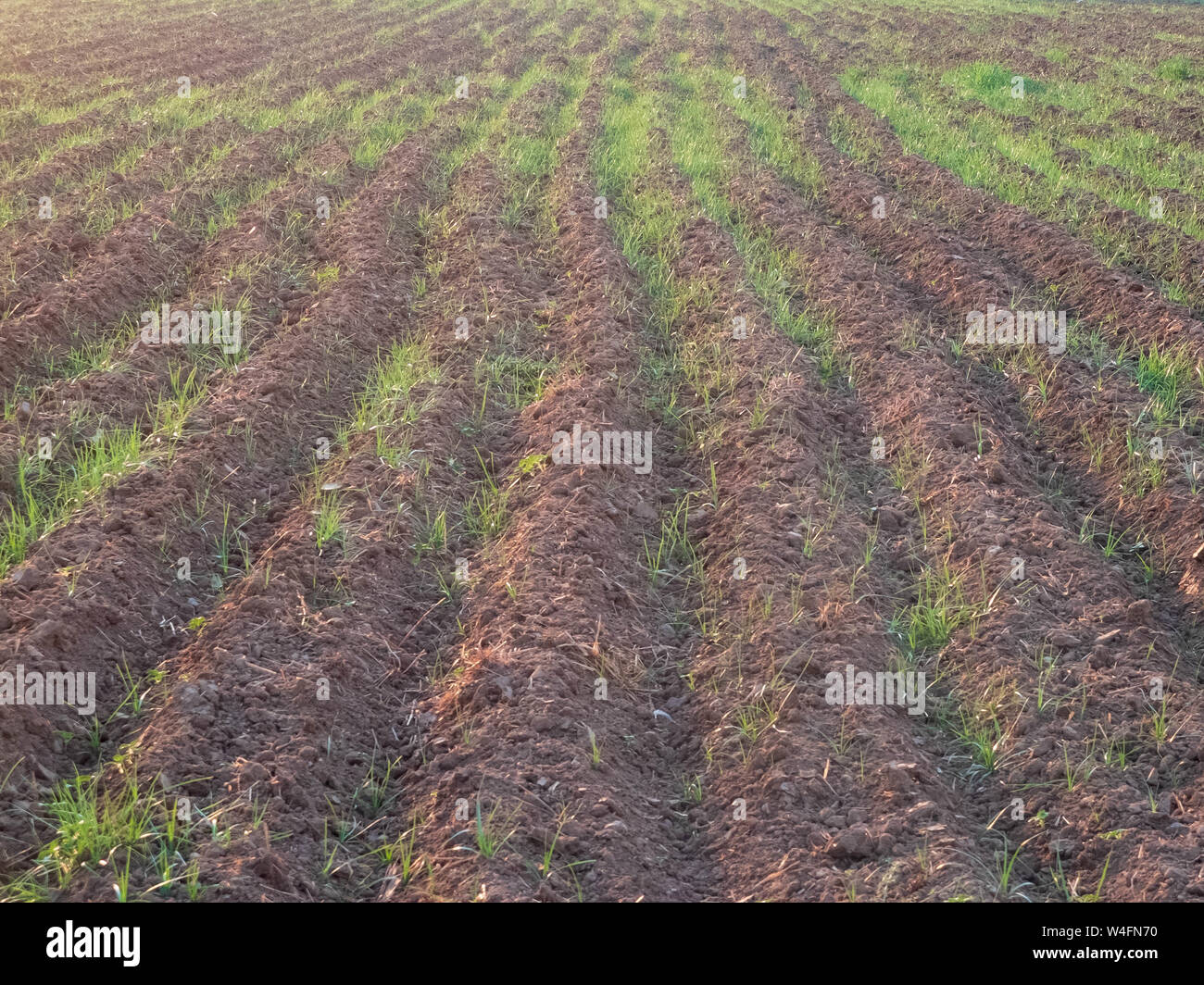 Furrows and young sprouts of wheat in the agricultural field. Stock Photo