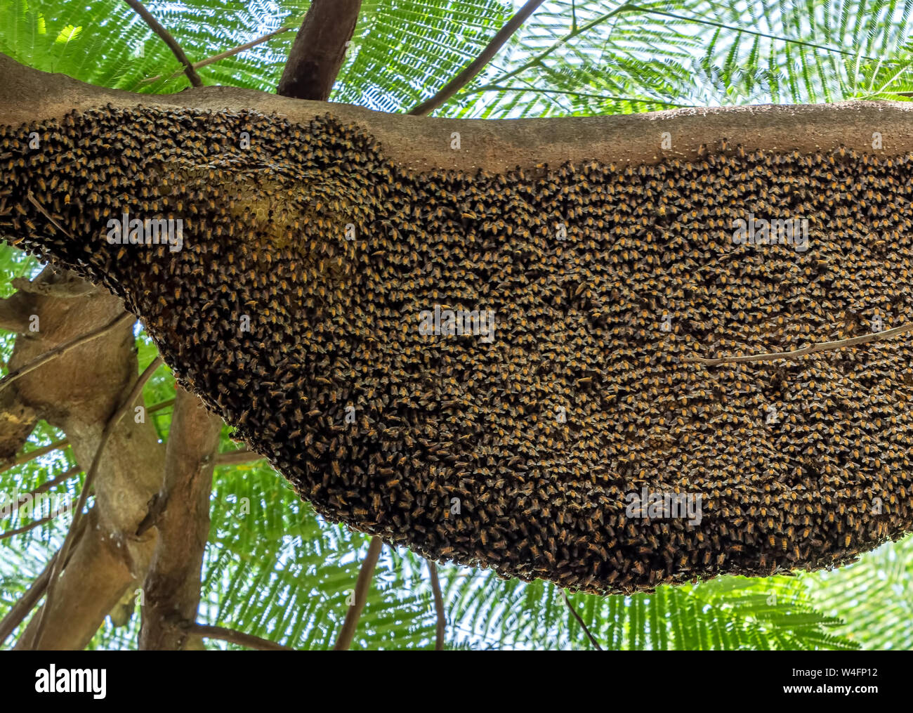 Closeup Huge Beehive of Giant Honey Bees on a Branch Stock Photo Alamy