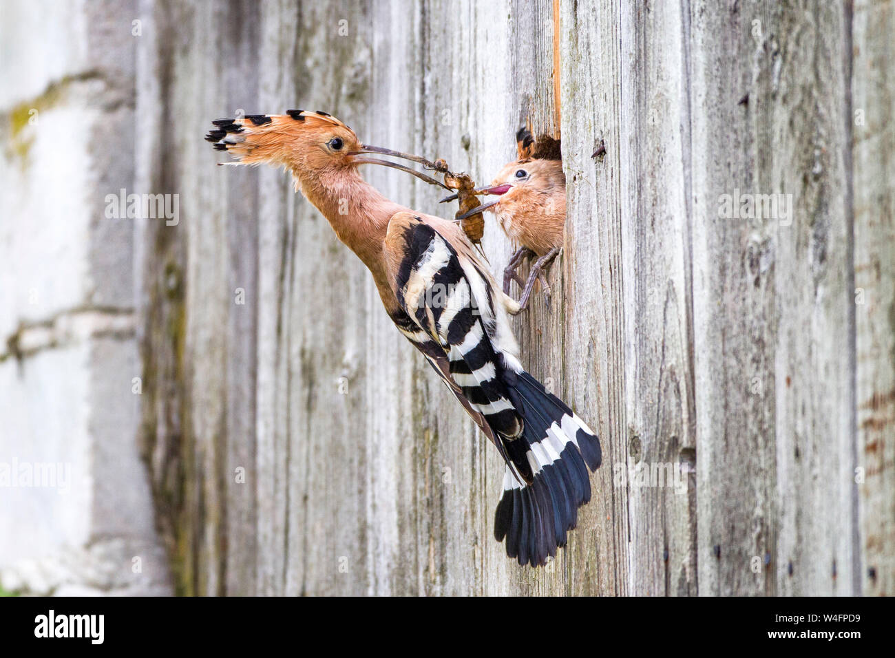 Eurasian hoopoe, Wiedehopf (Upupa epops) an seiner Bruthöhle Stock Photo