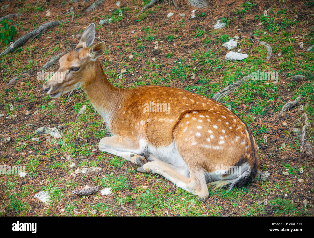 National Park of Abruzzo, Lazio and Molise (Italy) - The summer in the italian mountain natural reserve, with wild animals, little towns, Barrea lake Stock Photo - Alamy National Park of Abruzzo, Lazio and Molise (Italy) - The summer in the italian mountain natural reserve, with wild animals, little towns, Barrea lake Stock Photo - Alamy