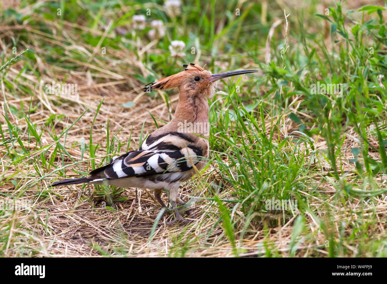 Eurasian hoopoe, Wiedehopf (Upupa epops) Stock Photo