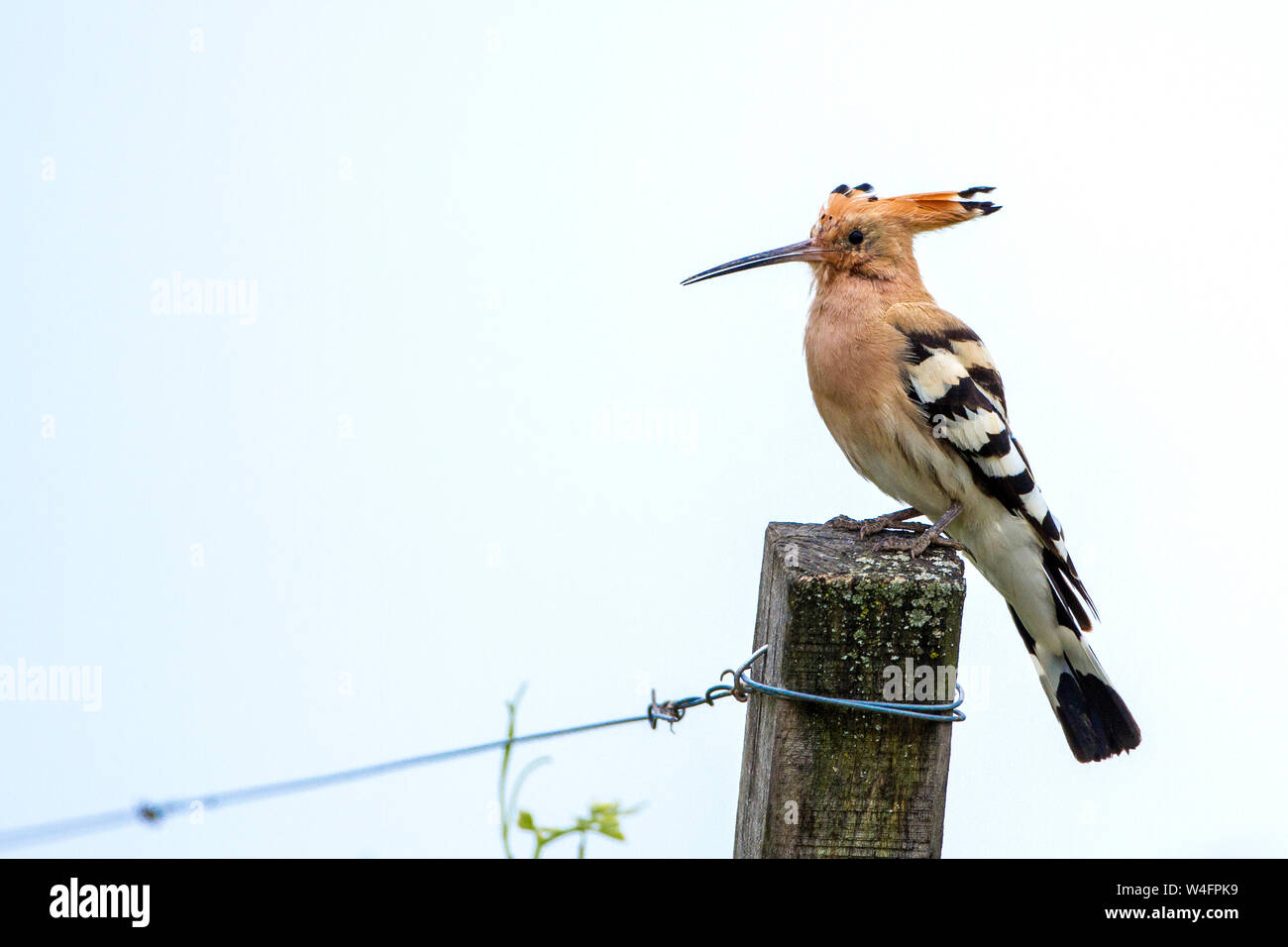 Eurasian hoopoe, Wiedehopf (Upupa epops) Stock Photo