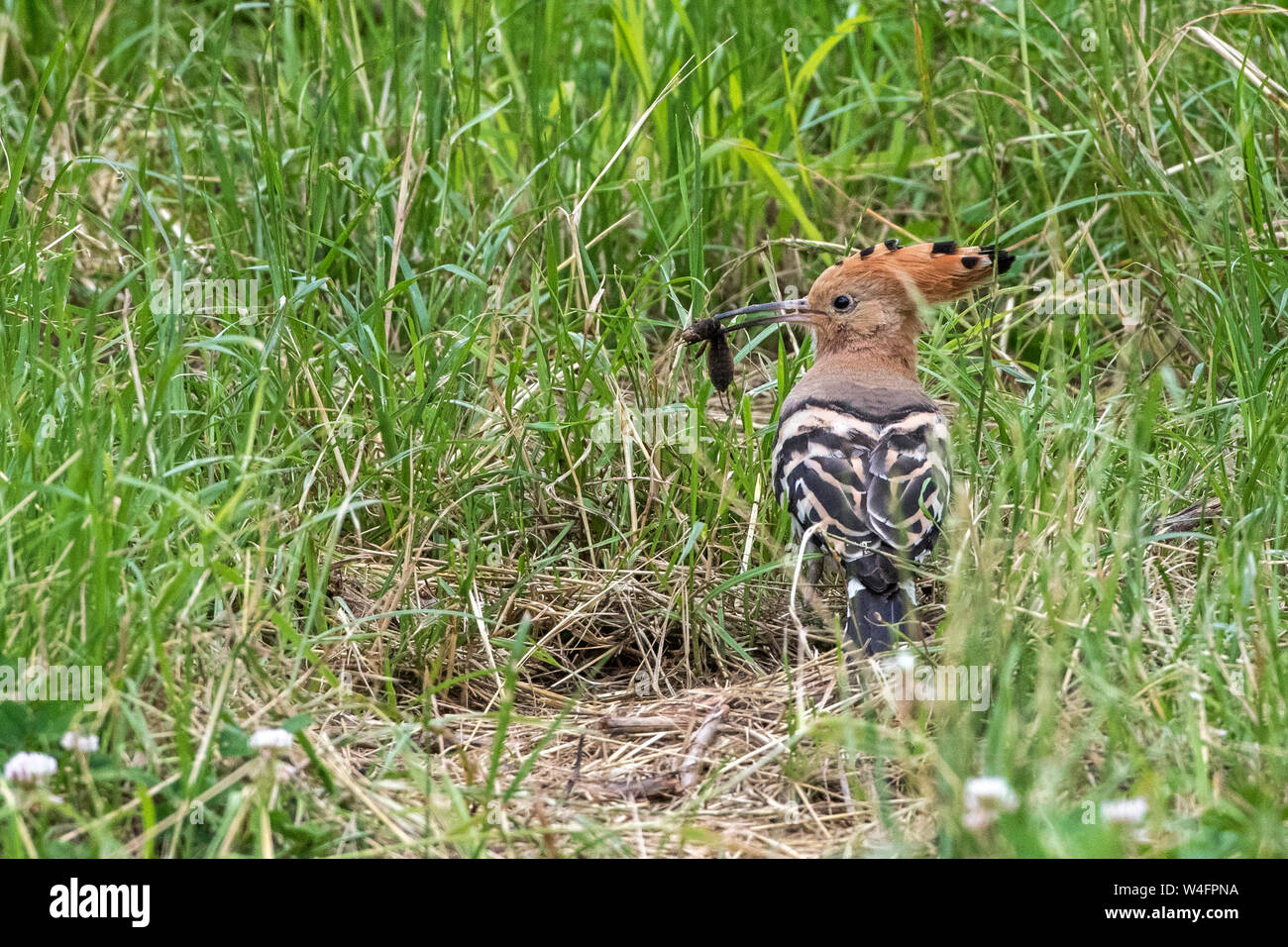 Eurasian hoopoe, Wiedehopf (Upupa epops) Stock Photo