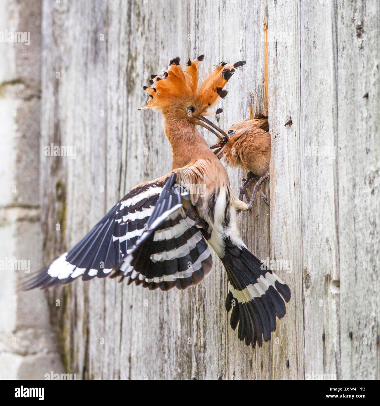 Eurasian hoopoe, Wiedehopf (Upupa epops) Stock Photo