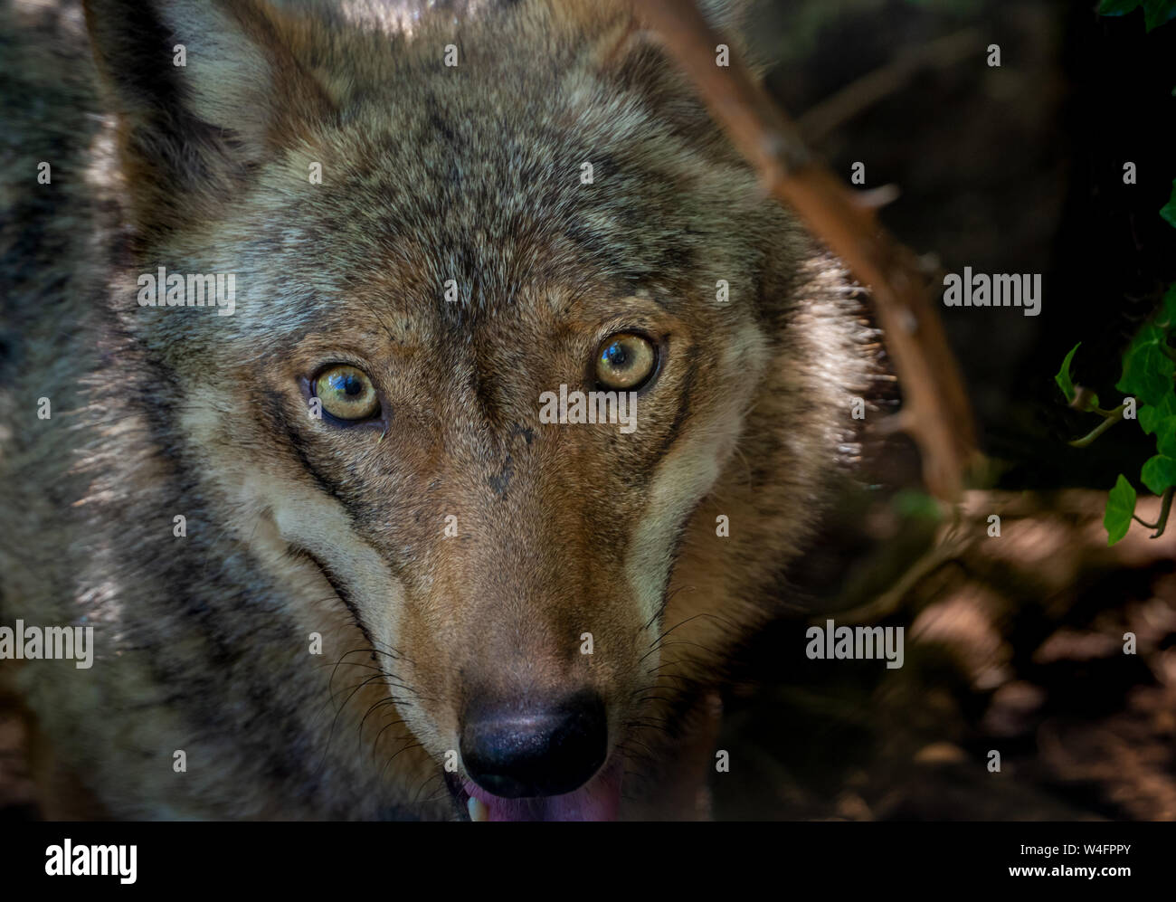 Wolf italy animal hi-res stock photography and images - Alamy