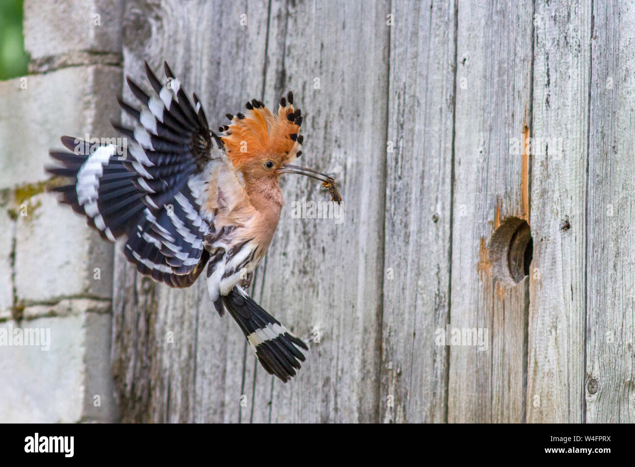 Eurasian hoopoe, Wiedehopf (Upupa epops) Stock Photo