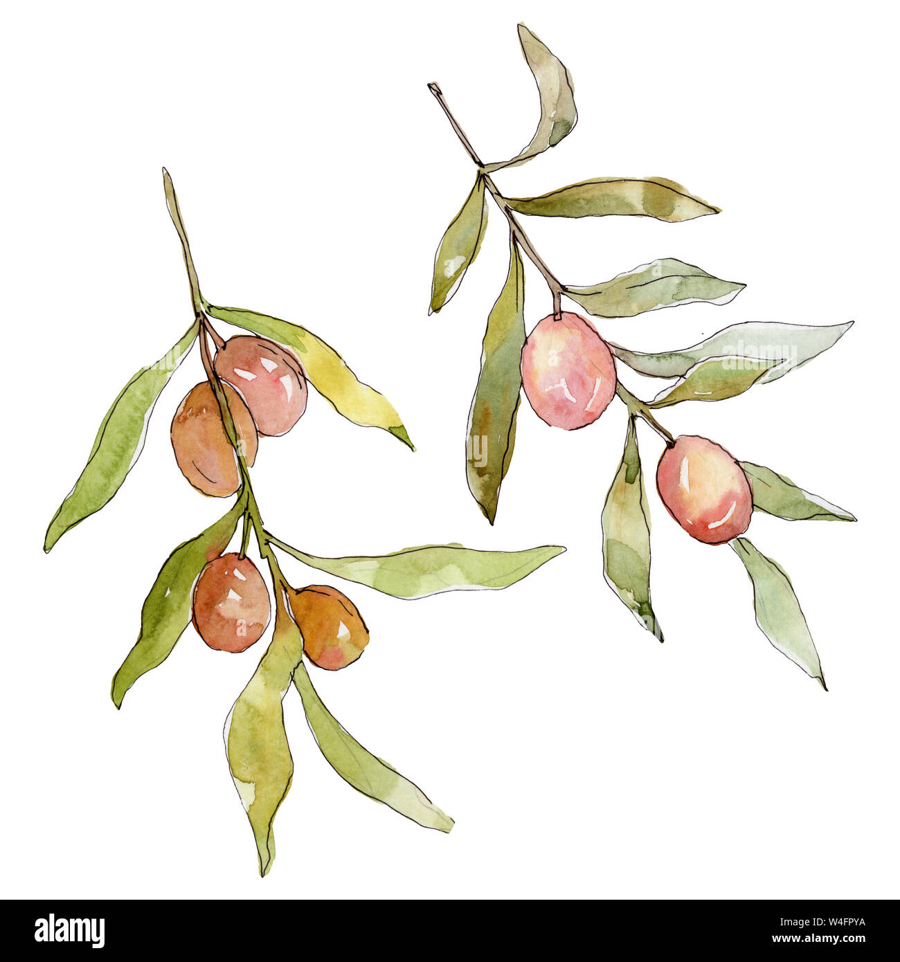 Olive branch with green fruit. Watercolor background illustration set ...