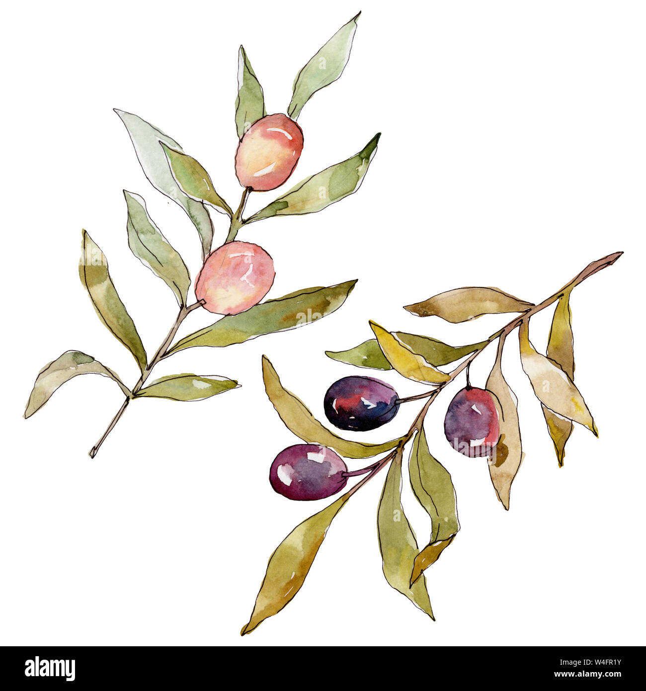 Olive branch with black and green fruit. Watercolor background ...