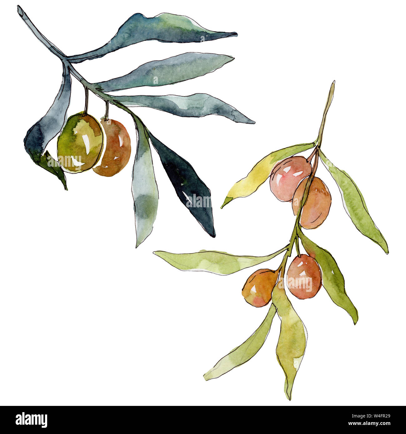 Olive branch with green fruit. Watercolor background illustration set ...