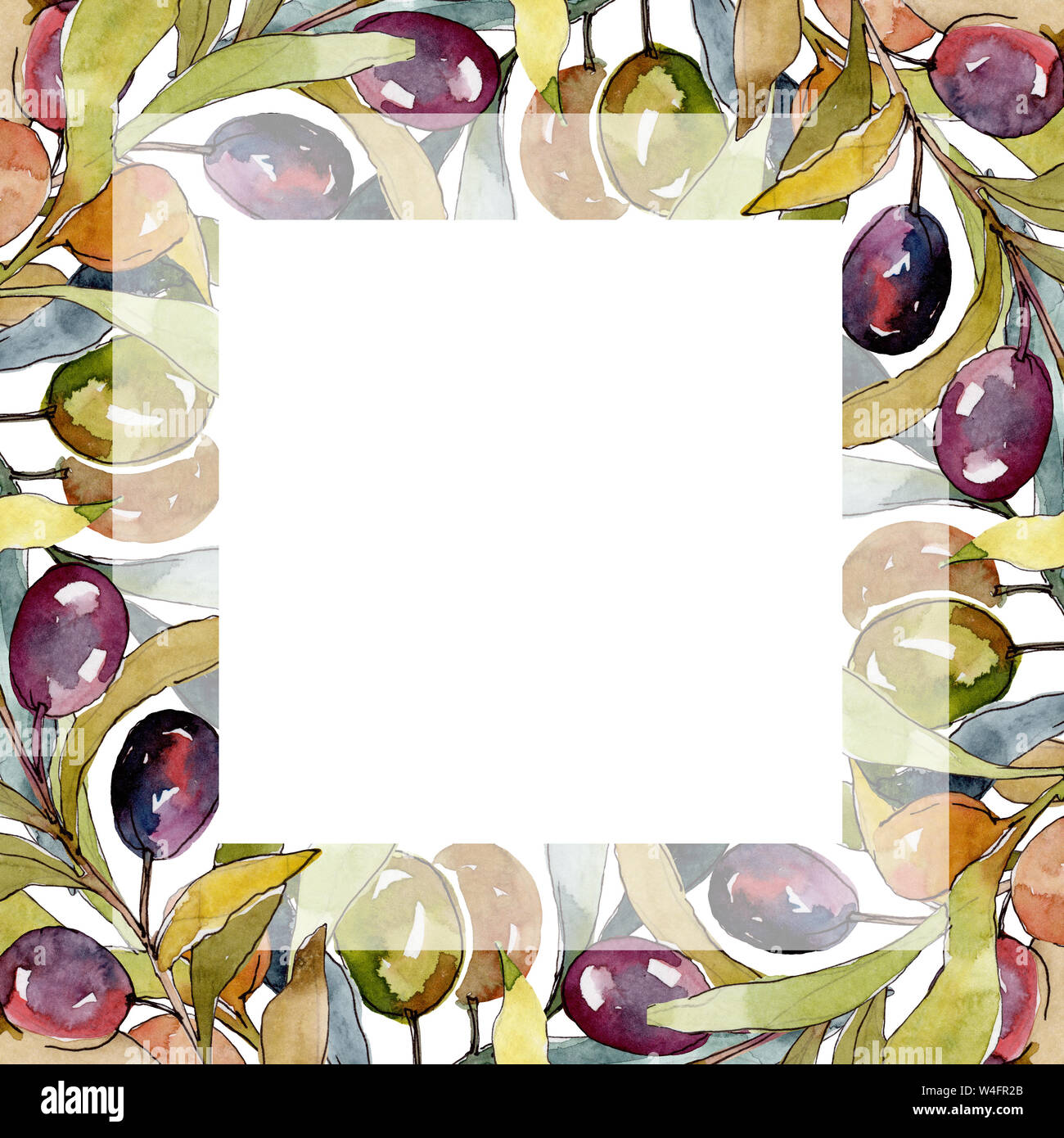 Olive branch with black and green fruit. Watercolor background ...