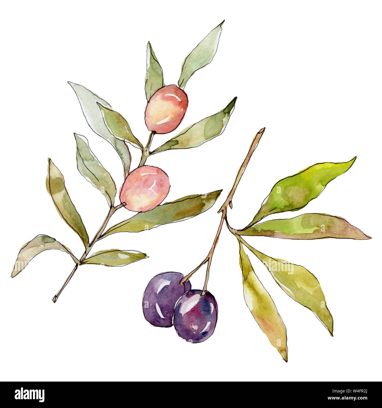 Olive branch with black and green fruit. Watercolor background ...